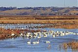 Trumpeter Swanborder=
